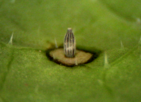 When cabbage white butterflies deposit eggs on Brassica nigra, the leaf underneath the egg can develop a strong necrosis ("HR-like"), thought to kill the egg by desiccation of eggs or dropping off 2/8