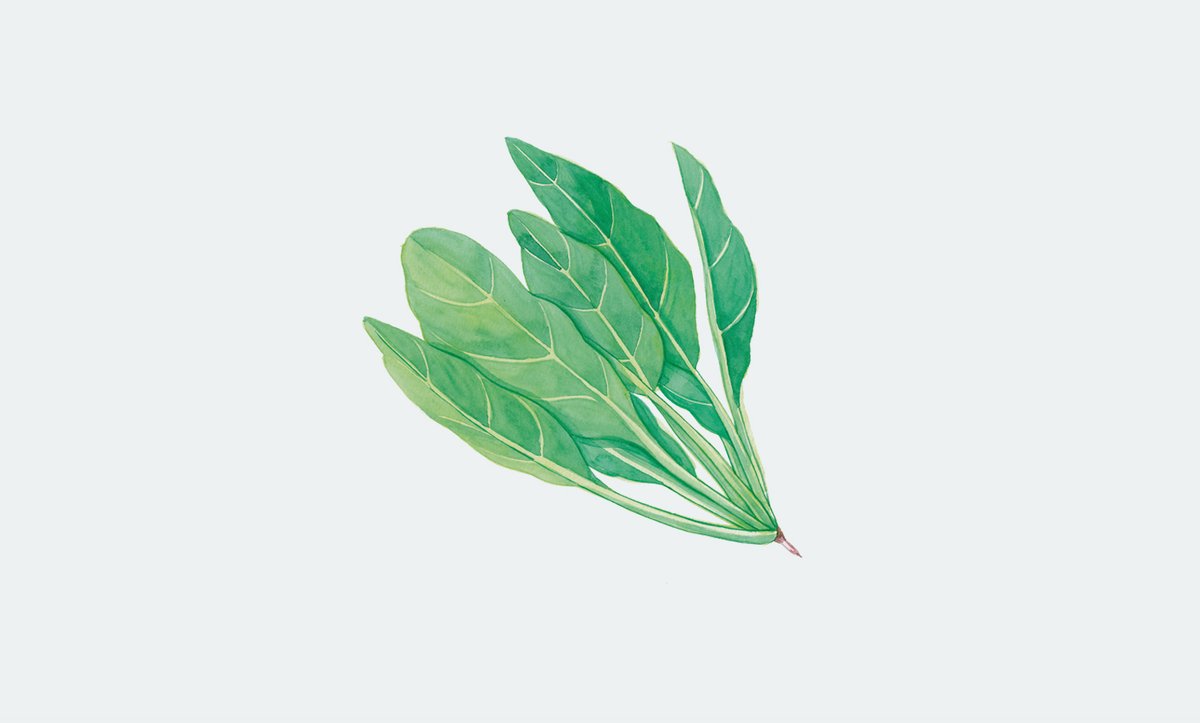 PERFECTDAY_mag's tweet photo. 別名「冬葉」と呼ばれるほど冬野菜の代表格。冬の間に霜に当たると、甘みが格段に増しておいしくなる。ほうれんそうが手に入ったら、バター蒸しをぜひ。

FOOD365 1月8日 ほうれん草https://t.co/MqvA6Cpko2 https://t.co/C2VbAzQ0PK