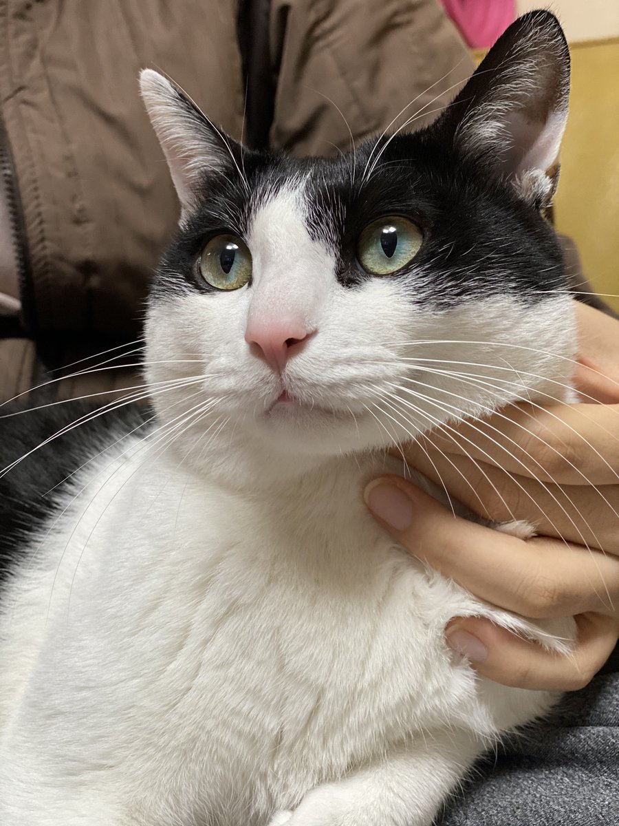 급 추워지고 케디도 급 찌는 중이라 퇴근하고 볼 때마다 놀라는 나날들...
고양아! 하면 돌아보고 돼지야! 하면 무시하는거 보니 본인이 고양이 인건 아는 듯