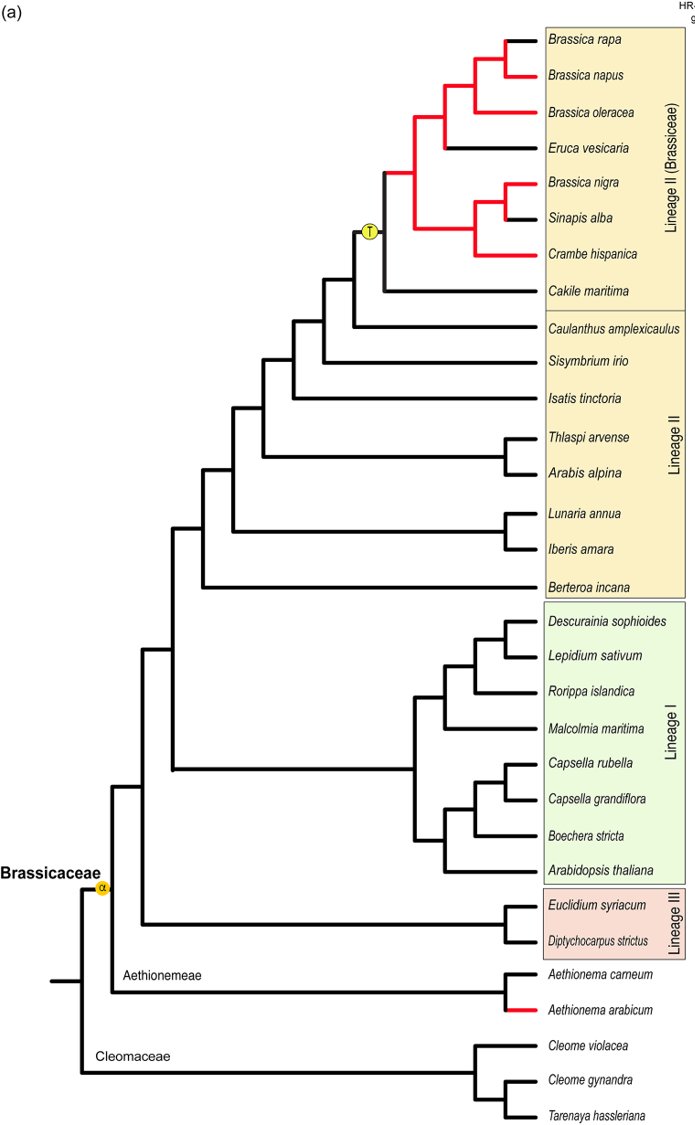 Some other species in the Brassicaceae family were also known to respond to Pieris eggs, so we wondered how wide-spread this phenomenon was and tested the response of 31 species to Pieris brassicae egg wash. 3/8
