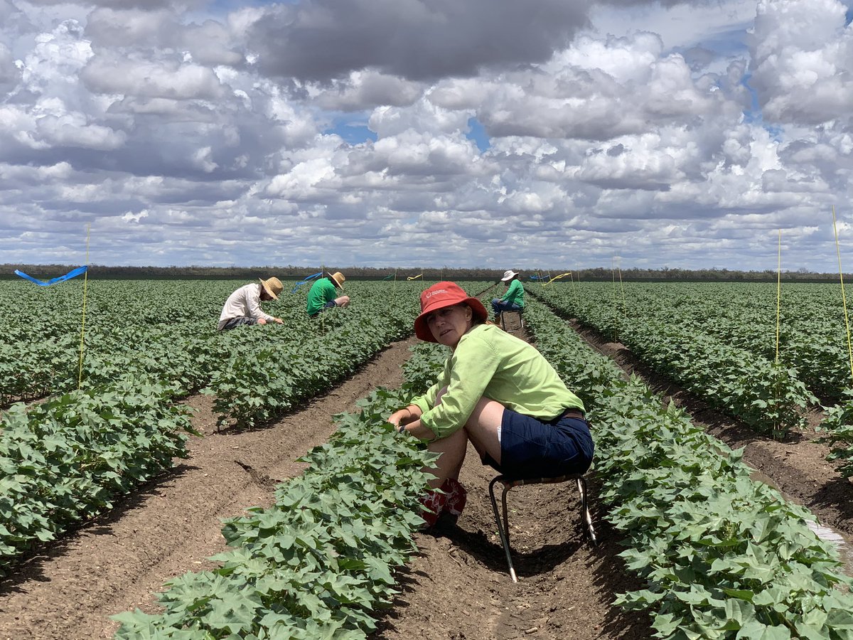 Another retention trial site being set up. This one at Norwood, Moree.