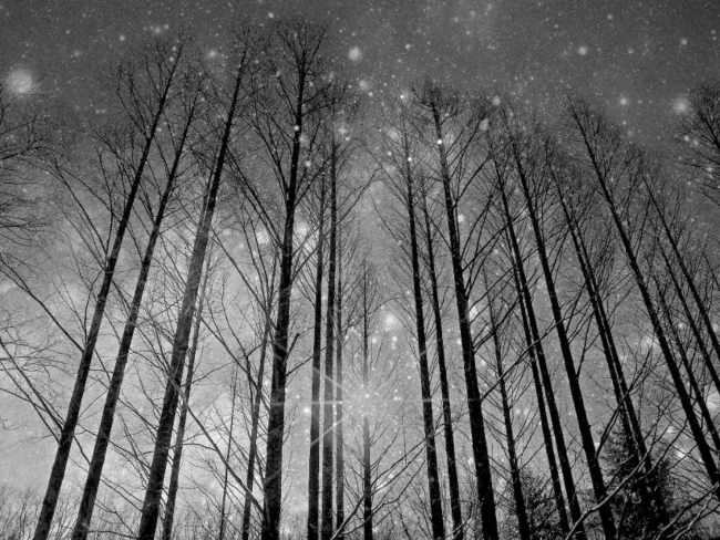 My humble thanks to former U.S. Poet Laureate Ted Kooser for republishing one of my #poems with his beautiful commentary in his newspaper and online column, American Life in Poetry:

americanlifeinpoetry.org/columns/detail…

#poetry #haiku #stars #forest #acorns #trees #wonder #nature