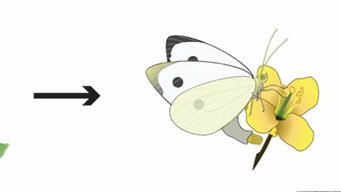 Some butterfly species may have counter-adapted using strategies such as clustering eggs in groups (less affected by necrosis), switching to other hosts, or oviposition on flowers instead of leaves. 8/8