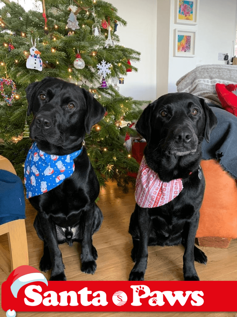 SenseScotland's tweet photo. Lupin and Obi, pretending they weren't barking up the wrong (Christmas) tree. Both looking forward to taking part in Paws for Sense Scotland sponsored walkies on Sunday September 19th 2021. Sign up here: (https://t.co/bRi7xuJUSk) #santapaws #pawsforsense #adventcalendar https://t.co/kCye8zNoAh