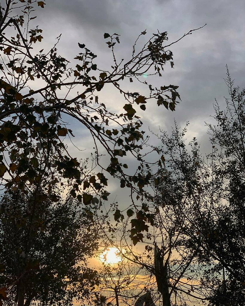 Franixu's tweet photo. #project366 #p366 #Instagramp366 #ThePicOfTheDay #InstaPic #day #sky #outdoors #scene #blue #nature #landscape #scenics #sunlight #clouds #Street #Tree #road #UrbanScene #urban #park #tree #sunset#sunlight #silhouette #branch https://t.co/XPBKFTiRMU https://t.co/i1Y0Ce4Kdb