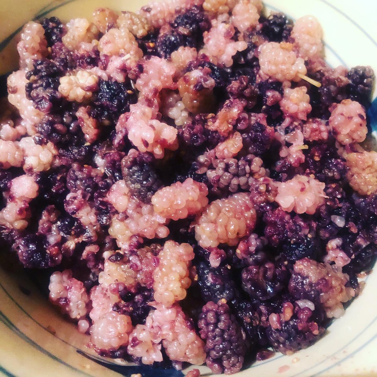 ninoqazi's tweet photo. #Mulberries grow in abundance in #chitral #northern #pakistan #shatoot in #urdu #tutaan in #pashto #kitori in #khowar rarely in #savoury #recipes in #pakistan but i will in #meat #chicken #turkey #duck and as #gravy #sauce #foodie #diaries #kitchen https://t.co/GZAVdKtEVV