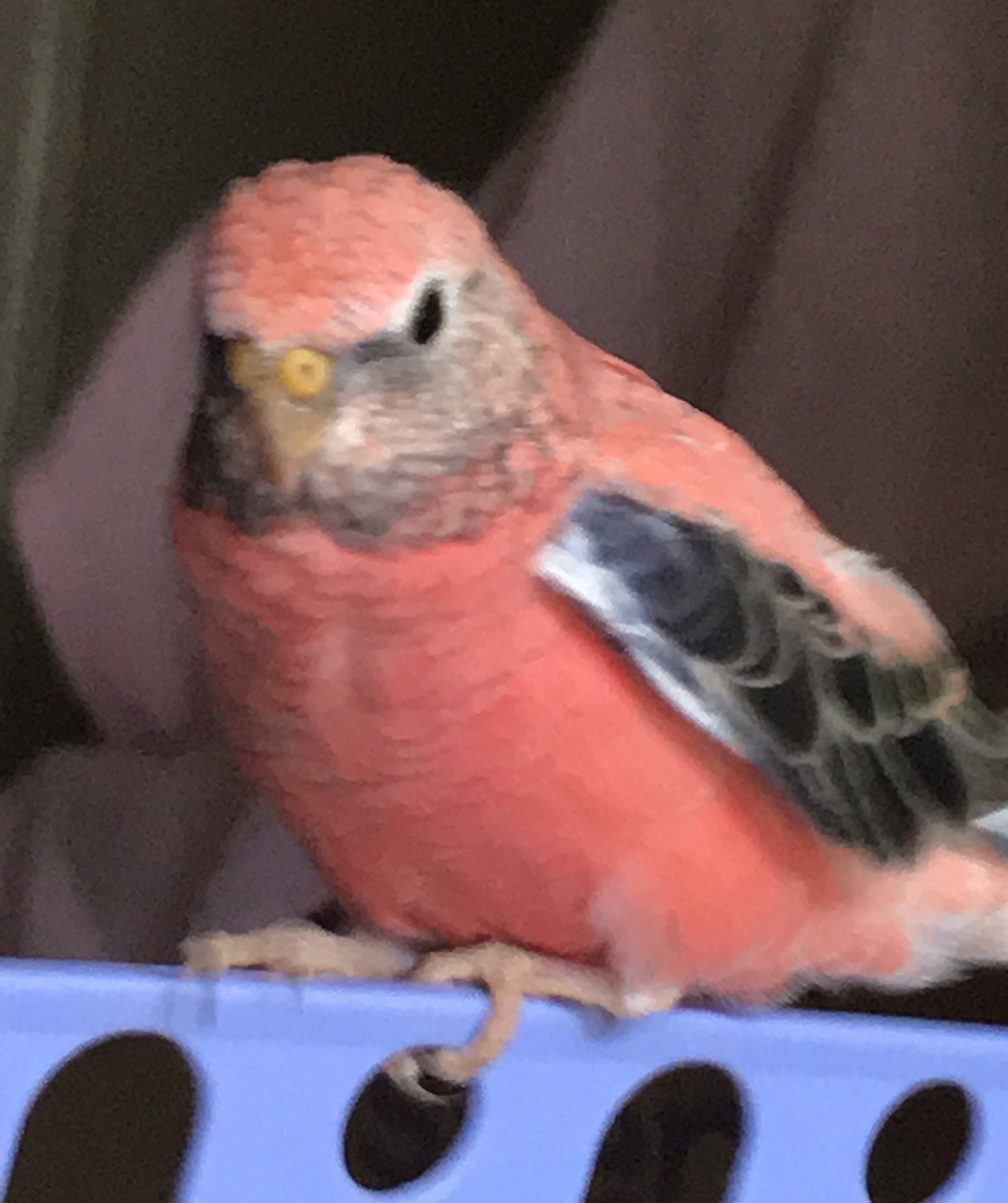 アキクサインコの山田さん M Twitter