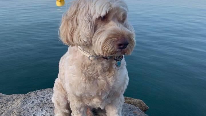 Bucks_Highways's tweet photo. The sun is out again and there will be no #gritting today!
This pup is going to enjoy a sunny walk along the river, followed by a long snooze and barking at the postie when he drops off some more Christmas cards...
#Pupdate #NoSaltNeeded https://t.co/wWfWgoSxp5