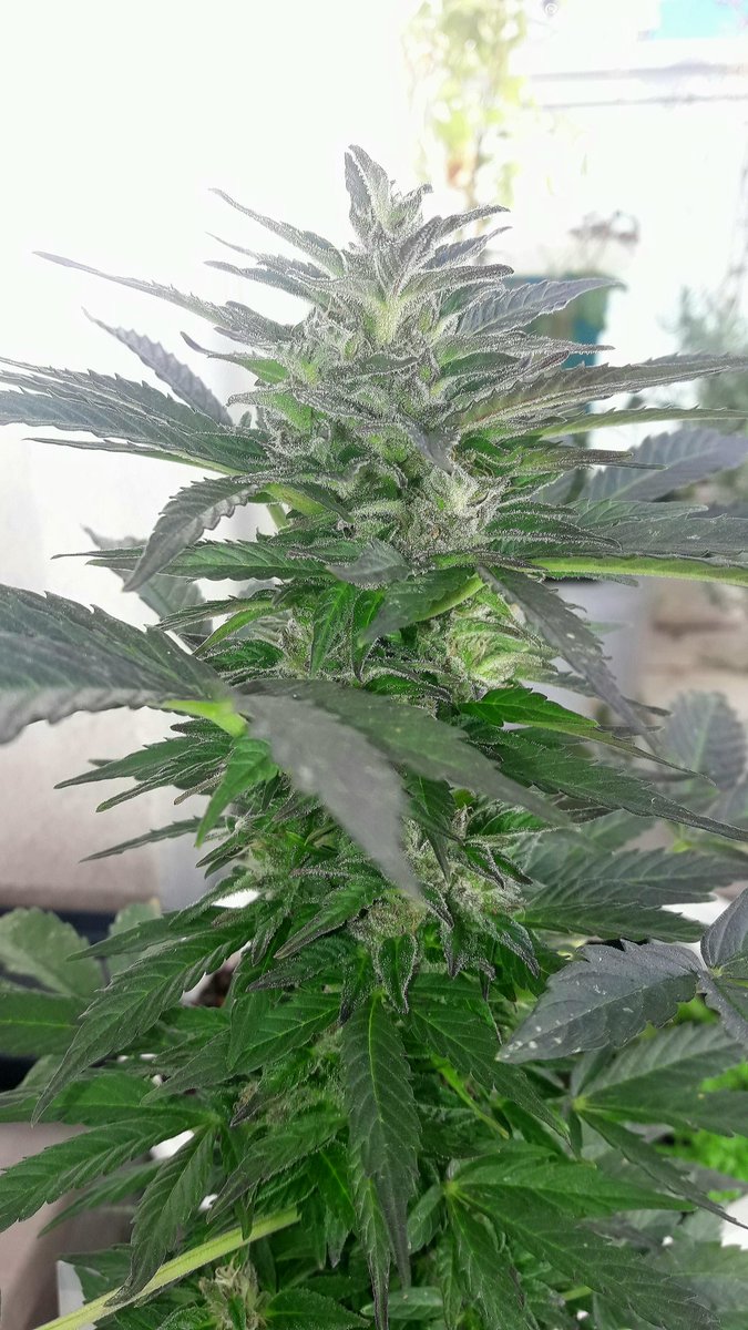 AdrycManellson's tweet photo. Weed Tarde Verde Mundo,
Espléndido Sol en #AdrycsCove,
#PolarExpress #Auto @GreenbudSeeds #OutDoor,
los Dioses saben dónde arribará,
El #CatCropTeam al #Calorcito de,
y mi Hada bailando se va a su diario paseo por.😍.
Y yo aquí,
A Vuestra Salud va Boong,
Alegría, Olas y Paz.🧚‍♂️😎 https://t.co/F3vbaqH1AP