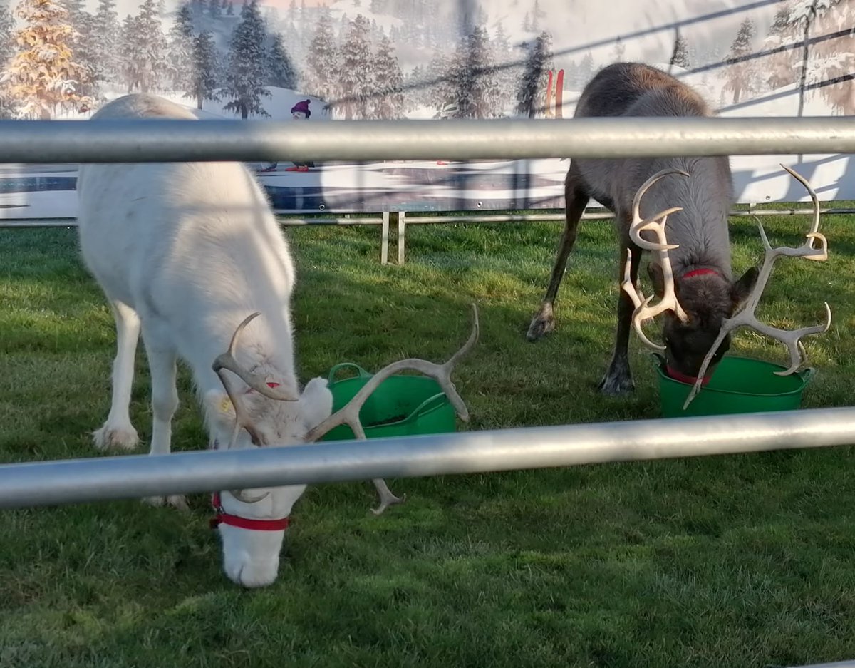 HamptonHargate's tweet photo. Snowflake and Eve are loving the Hampton Hargate grass!! https://t.co/hyLM1GqOS2