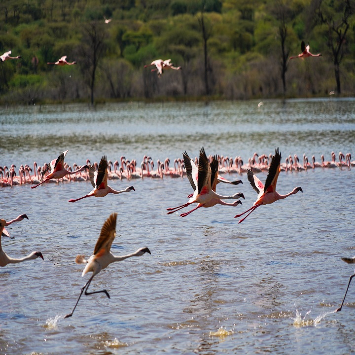 KejuaAfrica's tweet photo. How would you describe the year 2020? 
This December at Kejua Africa, we provide you with destination options where you can RELAX, RETROSPECT and RE-ORGANIZE your life for the coming year. Visit https://t.co/maHGj4Ixnm to experience the best that the Naivasha region has to offer. https://t.co/TfraEV9Jh6