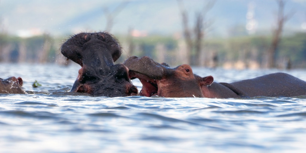 KejuaAfrica's tweet photo. How would you describe the year 2020? 
This December at Kejua Africa, we provide you with destination options where you can RELAX, RETROSPECT and RE-ORGANIZE your life for the coming year. Visit https://t.co/maHGj4Ixnm to experience the best that the Naivasha region has to offer. https://t.co/TfraEV9Jh6