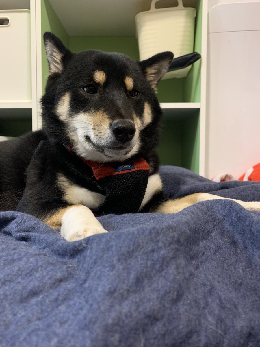 はまち うちに来て最大級のイタズラをしてしまった後の顔 柴犬 犬のいる生活