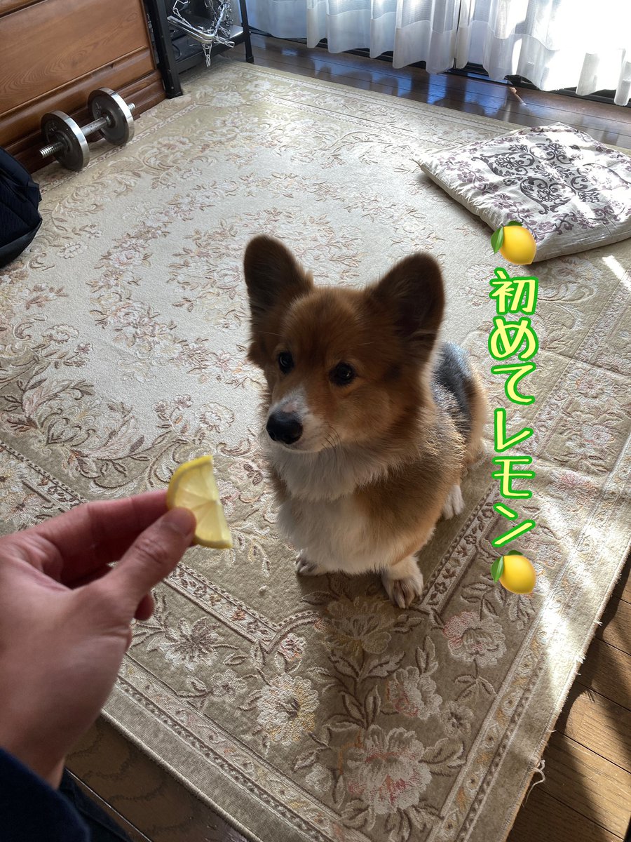 コーギーソラ君 初めてレモン食べてみた T Co 325xjsqomc Youtubeより コーギーのソラ君です とってもかわいいので見てください コーギー 犬のいる暮らし Dog
