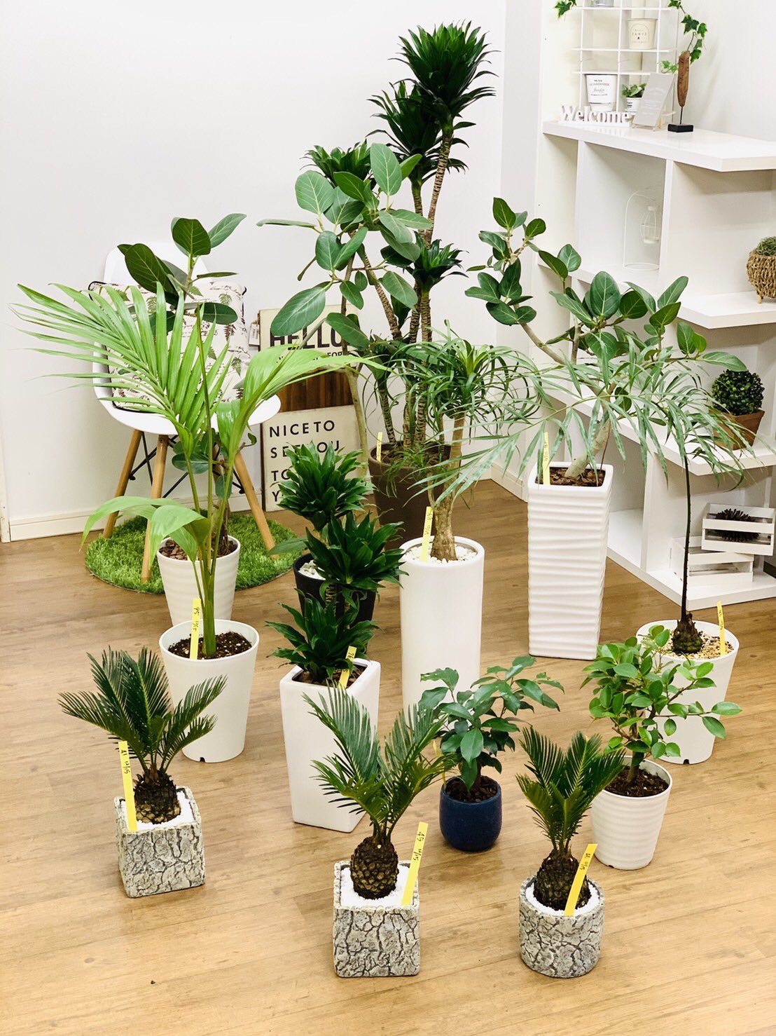 観葉植物のお店 E Ran 12月15日入荷の植物達です ง ง ユスラヤシ サイカス デバオエンシス 激レアょ ベンガレンシス ドラセナコンパクタ ポニーテール ガジュマル ソテツ 観葉植物専門店e Ran T Co Pmy2co7clw T Co X8cxuhbvlf 観葉植物のお店 E Ran 12月15日入荷の植物達です ง ง ユスラヤシ サイカス デバオエンシス 激レアょ ベンガレンシス ドラセナコンパクタ ポニーテール ガジュマル ソテツ 観葉植物専門店e Ran T Co Pmy2co7clw T Co X8cxuhbvlf