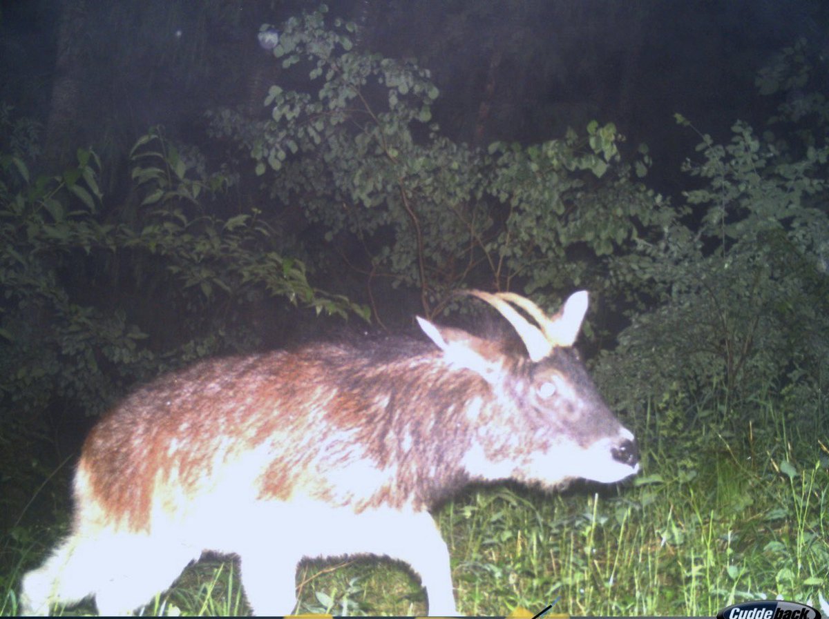 dharamveerifs's tweet photo. Few Reports Suggesting Himalayan Serow as an extinct species are factually incorrect. Just that it’s sightings were very rare being a shy species &amp; it’s peculiar habitat. 
Last year only our team managed to capture this elusive species on camera trap.Image below.
#HPFD #Himachal https://t.co/z3oIJICqQR