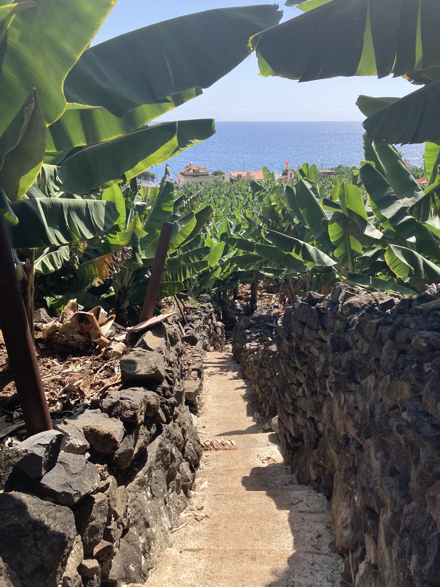 SYTM14's tweet image. Szlak Bananowy na Maderze (+ plan atrakcji w pobliżu)
sayyestomadeira.com/szlak-bananowy…  #madera #wyspamadera #gajbananowy #maderazdziecmi #podrozezdziecmi #podróże