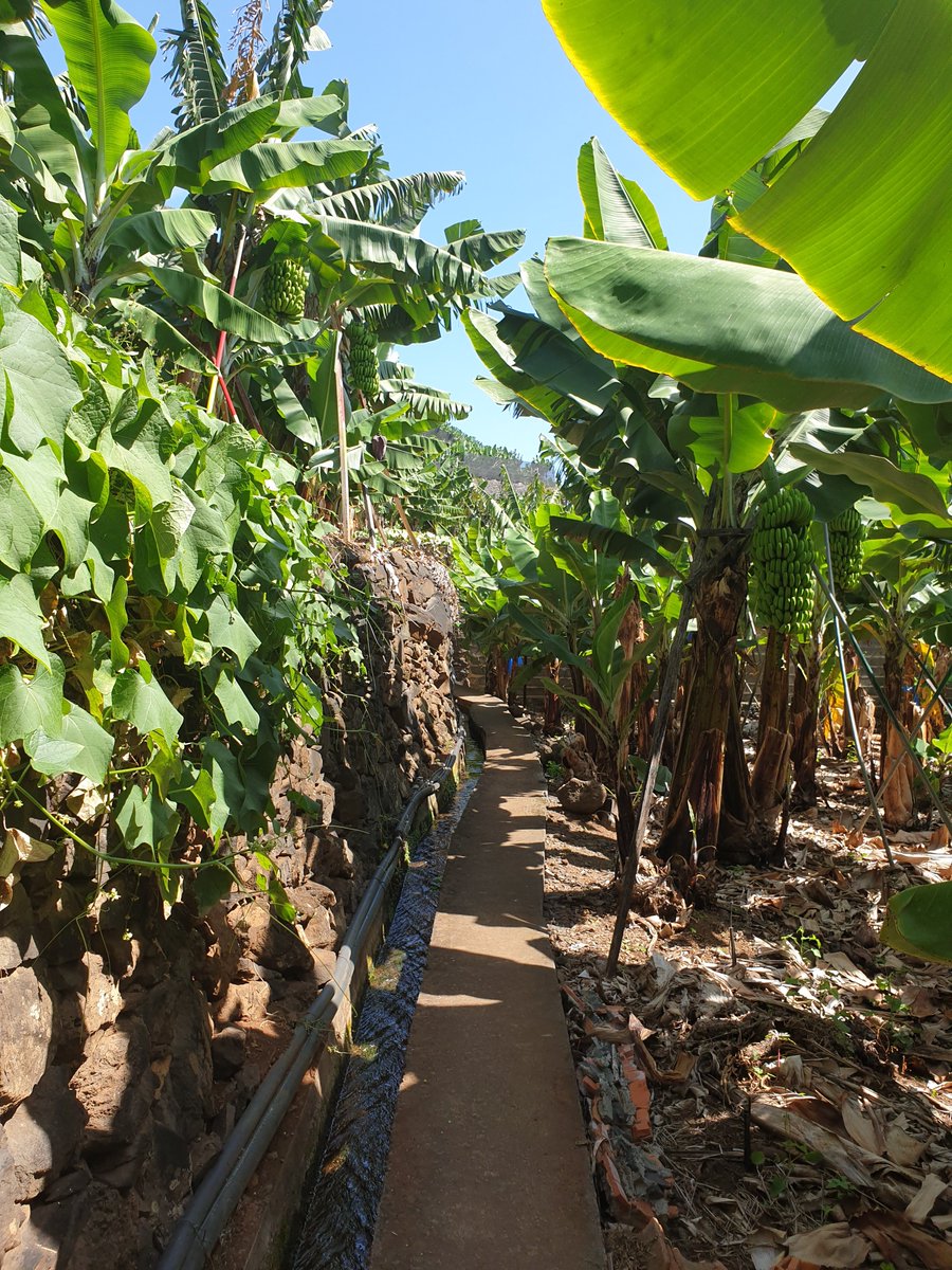 SYTM14's tweet image. Szlak Bananowy na Maderze (+ plan atrakcji w pobliżu)
sayyestomadeira.com/szlak-bananowy…  #madera #wyspamadera #gajbananowy #maderazdziecmi #podrozezdziecmi #podróże