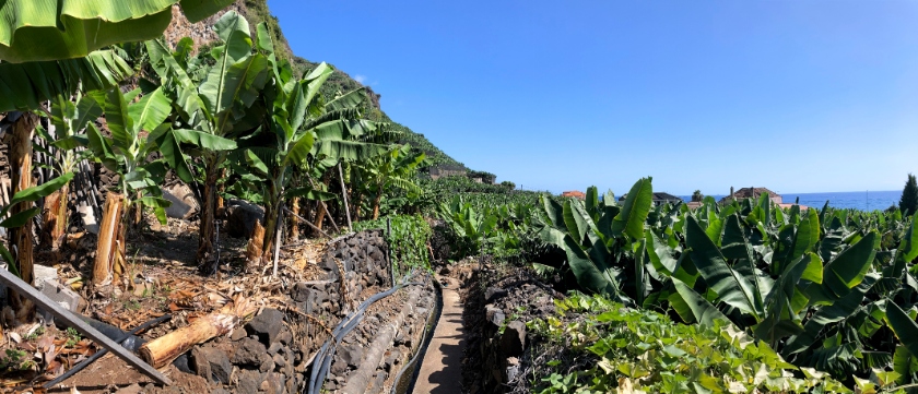 SYTM14's tweet image. Banana Route (Rota da Banana) is a fun, kids-friendly walk on #madeiraisland. Check it out: 
sayyestomadeira.com/en/banana-rout…

#madeira #portugal #portugaltravel #bucketlist #Travel #travelblogger @visitportugal @visitmadeira @visitingmadeira @MadeiraShare