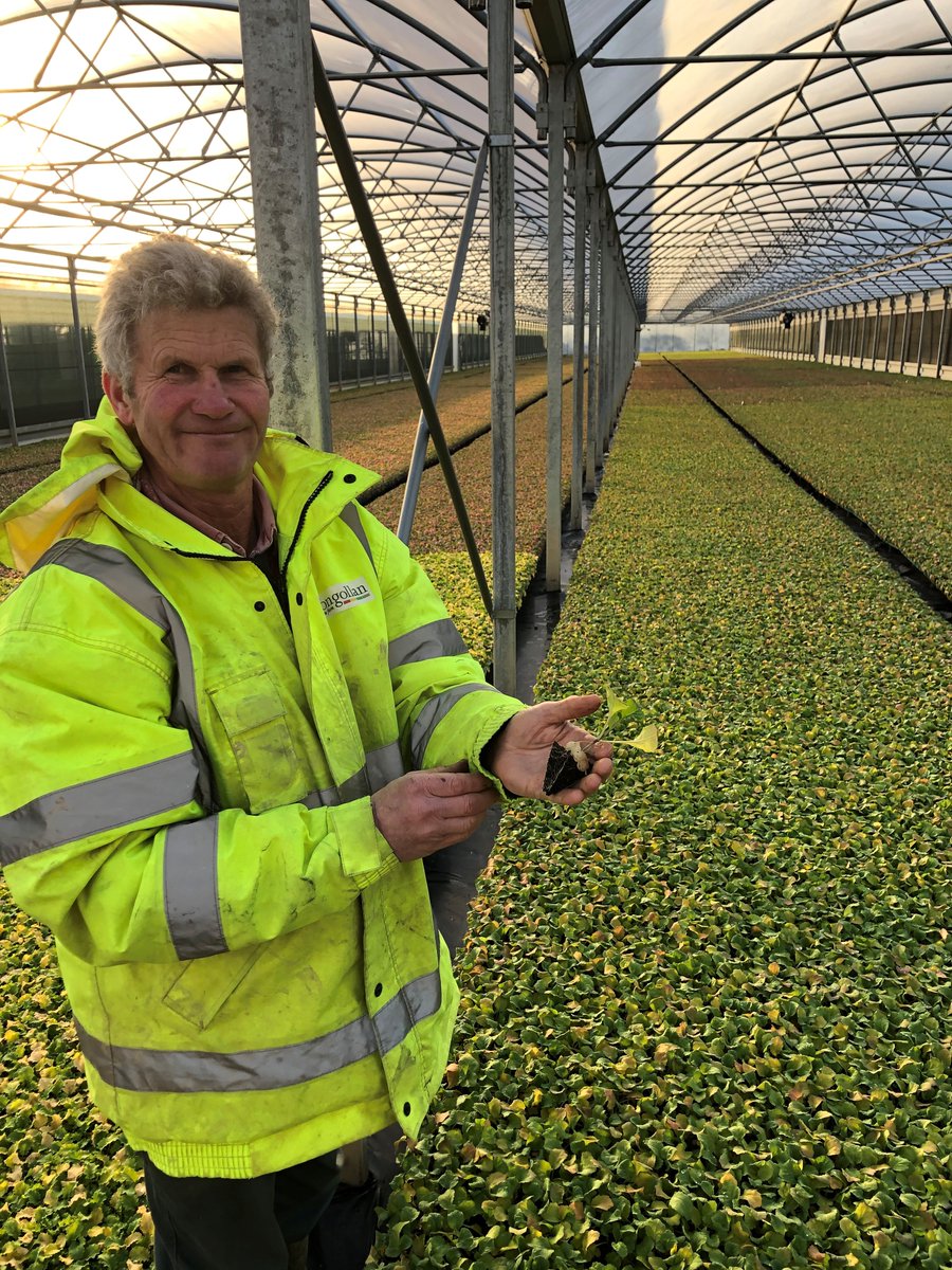 The majority of their plants are grown outside between May to September, which produces a plant that is ideal to thrive in Cornish conditions. Cauliflower is split between summer and winter varieties. We plant 3 varieties in the summer and over 40 varieties for the winter!
