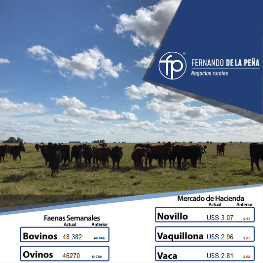 FPNegRurales's tweet photo. Buenos días a todos, continuamos informando los valores del #MercadoDeHacienda y #MercadoDeReposición en 🇺🇾 https://t.co/XsH0UFUNLy