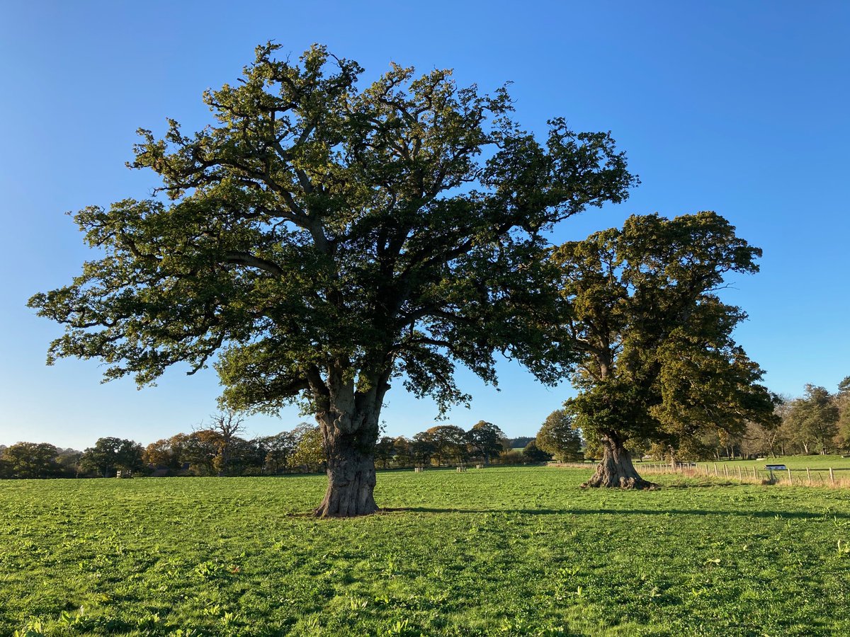 ClystValleyPark's tweet photo. The Story is in The Map! Poltimore Live! Don't miss our free online event featuring Prof Henry French of @UniofExeter Thursday 17th at 12:30 @eastdevon @HeritageFundL_S @PoltimoreHouse @NTKillerton @DevonHeritage @DevRuralArchive @exeterinstitution @devon_ex_inst @devonassoc https://t.co/SOYOtqqdBf