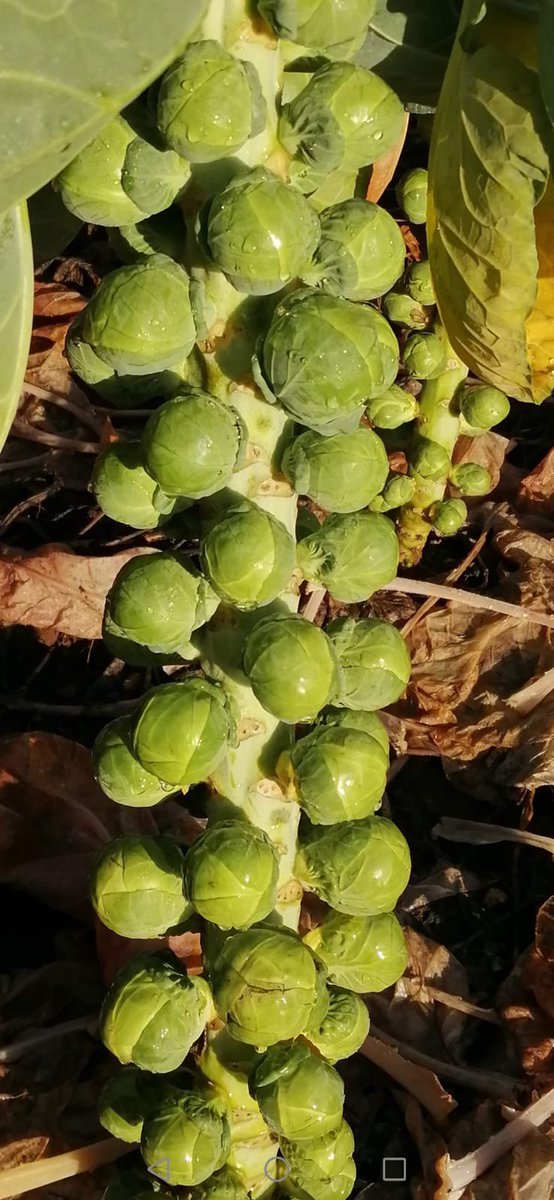 HomeFarmNacton's tweet photo. Our Sprouts are being harvested today for our customers and local food banks! #Buybritish #Eatyourveggies @FareShareUK @TheBasicCharity @BBCSuffolk https://t.co/YetsnJ3Pct