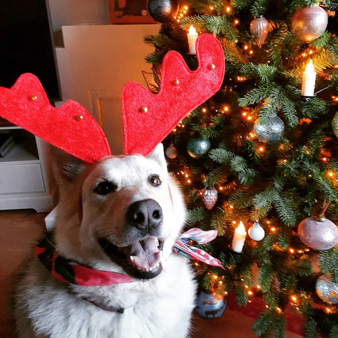 splootsy's tweet photo. Only 10 more sleeps till Xmas  🐶🎄🎁����
Further reductions- Shop now for last minute pet pressies https://t.co/5phur126uI
Follow @splootsy 
#splootsy #12sleeps #santascoming #christmasdog #alaskanmalamute  #malamutes #germanshepard #germanshepardolve #germanshepards https://t.co/5h4nkRhNDl