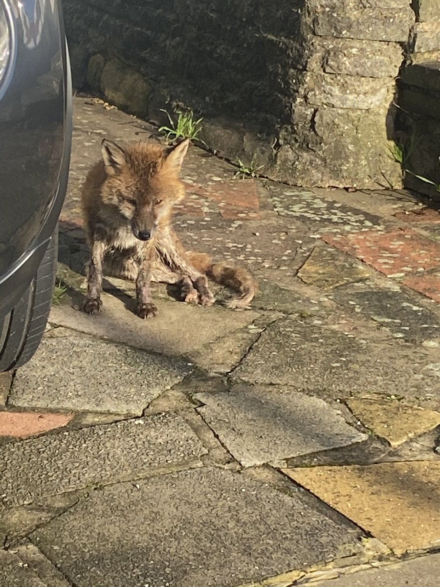 phiebramley's tweet photo. Thankyou to #thefoxproject for coming so quickly when I found a very poorly fox today. Thankyou for letting me help get him in the cage. Very humbling https://t.co/mTzONehG1H