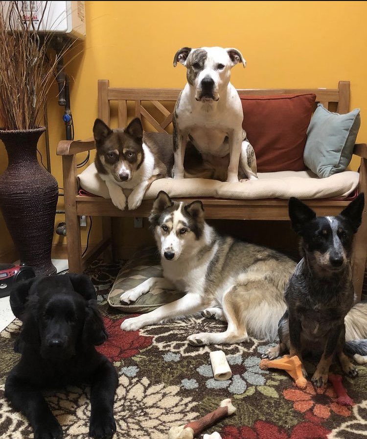 GiddyTwinkle's tweet photo. Morning meeting agenda includes but is not limited to: Schmoobs’ ongoing Munchkin addiction ✅. Increase in cost for Fruity’s therapy ✅. Uka’s claim that eye liner is indeed a company expense. ✅ https://t.co/O0wBiDEbhh