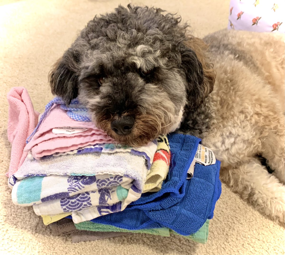 cavapoo_Love tweet picture