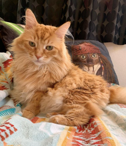 Pets Rock World tweet media