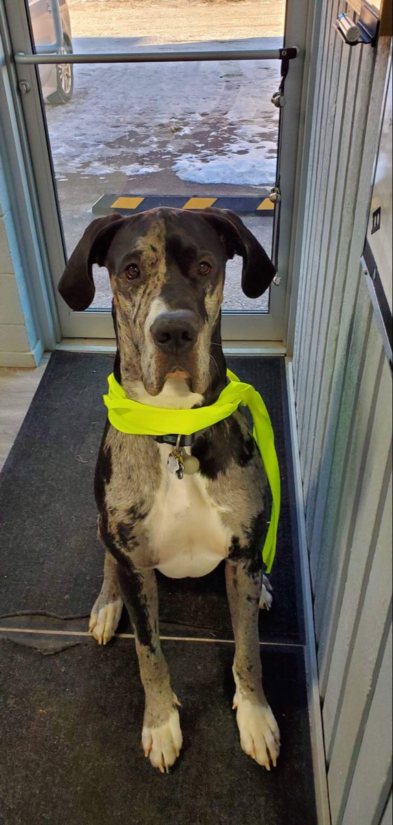 PanamaWindsocks's tweet photo. Ziggy looking good #windsocks #energy #oilandgas #oil #gas #natgas #LNG #oilfieldsupply #Safety #airports #containerports #railintermodal #constructionsafety #custom #buylocal #pipelinesafety #global @PanamaWindsocks https://t.co/5WKjHBqcG8