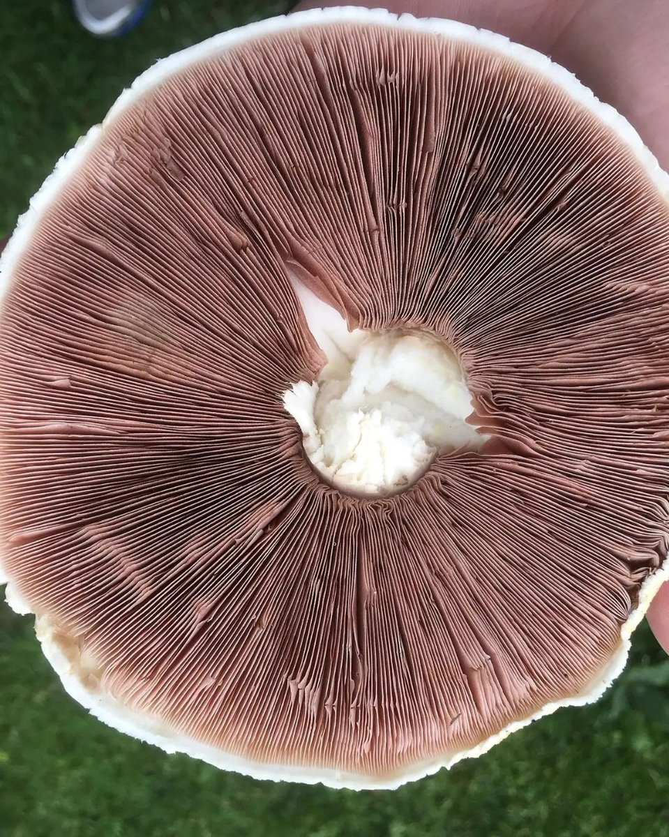 The rains, mushrooms, and the people. Please remember not to eat wild mushrooms that you never saw being eaten in your village. Wild mushrooms can be poisonous. Remember the horrible tragedies of families being wiped out a few years ago. Pass on the message, and save lives.