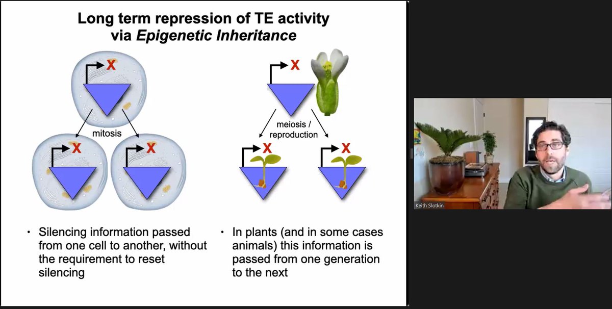 toheitka's tweet photo. #icte2020 is on again:
Listen to @Slotkin_Lab explaining #TransposableElement silencing in plants. 🌱🔍
https://t.co/ukAs7G4lfz https://t.co/AjtFgfacmL