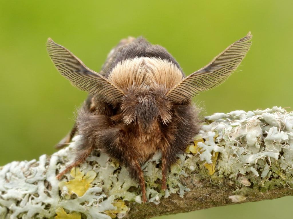 The DECEMBER MOTH's on the wing with Santa & his reindeer. Whereas Rudolph's nose is bright, December moth's is bushy. Moths smell with their antennae! He's looking for love with those frost-proof bushy antlers!  Curiously, he has no mouth: no point - too cold for nectar now!!