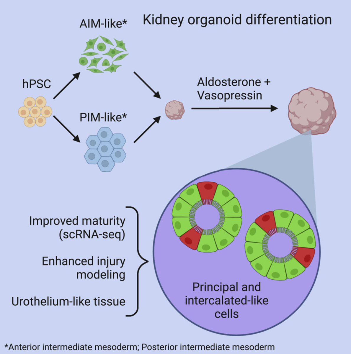 1/ Happy to share our latest kidney organoid MS  #OpenAccess in  @CellReportsWe combined iPSC-derived progenitors to generate human organoids with collecting duct, including both principal cells and intercalated cells  @Kohei_Uchimura  @HaojiaWu  https://www.cell.com/cell-reports/fulltext/S2211-1247(20)31503-5