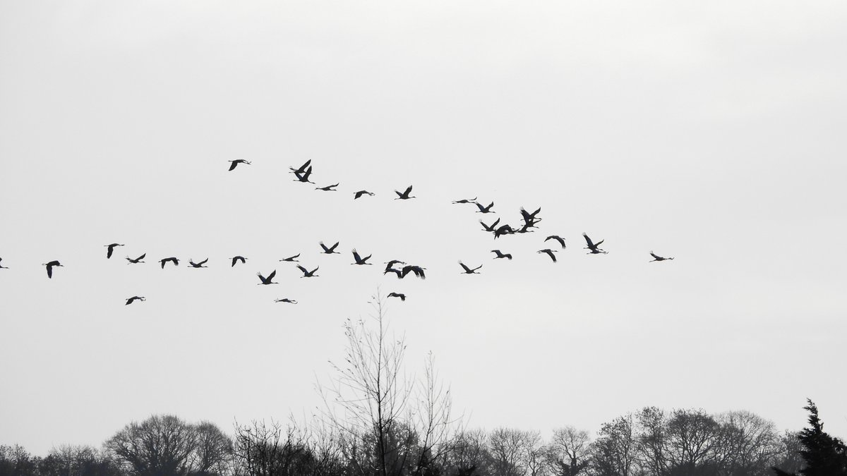 exeterbirder's tweet photo. A trip to Somerset today and first stop at #CurryMoor to see 3 of the reported Whooper Swans which were very distant amongst Mute Swans. Then onto #AllerCommon where i saw 37+ Common Cranes flying out due to ditching work, male Marsh Harrier and c500 Lapwing before the heavy rain https://t.co/xIGy6eG9J7
