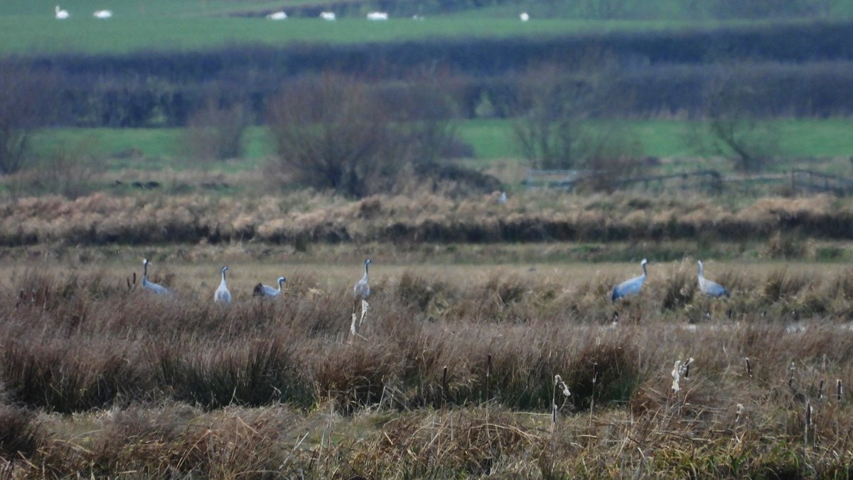 exeterbirder's tweet photo. A trip to Somerset today and first stop at #CurryMoor to see 3 of the reported Whooper Swans which were very distant amongst Mute Swans. Then onto #AllerCommon where i saw 37+ Common Cranes flying out due to ditching work, male Marsh Harrier and c500 Lapwing before the heavy rain https://t.co/xIGy6eG9J7