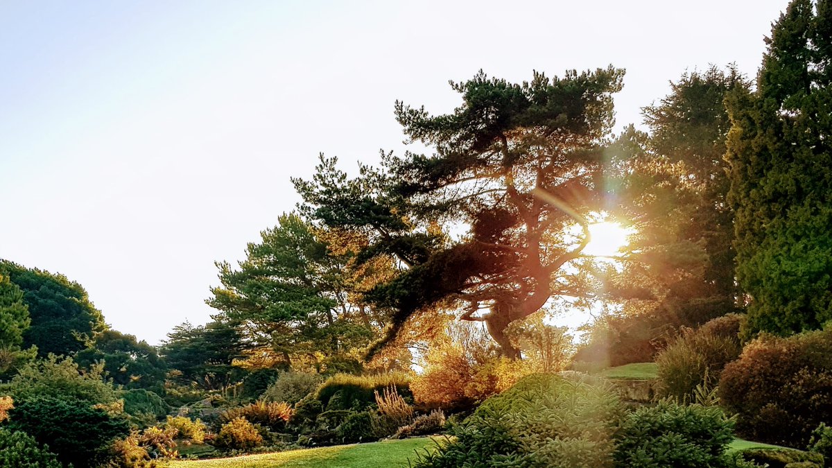 LStewart_books's tweet photo. Anyone else see a Pegasus? #Pegasus #imagination #trees #light #fly #garden #nature https://t.co/lKqtUC2F25