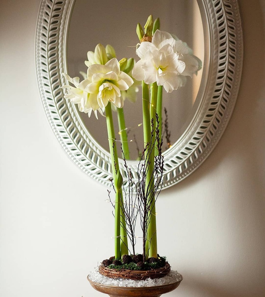 theelfyone's tweet photo. amaryllis, being their gorgeous selves 😍 https://t.co/KjFLPAsfLo https://t.co/D2QtoLdaCa