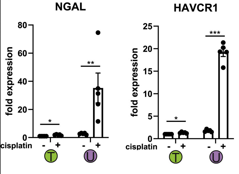 5/ The organoids also respond to tubular injury appropriately