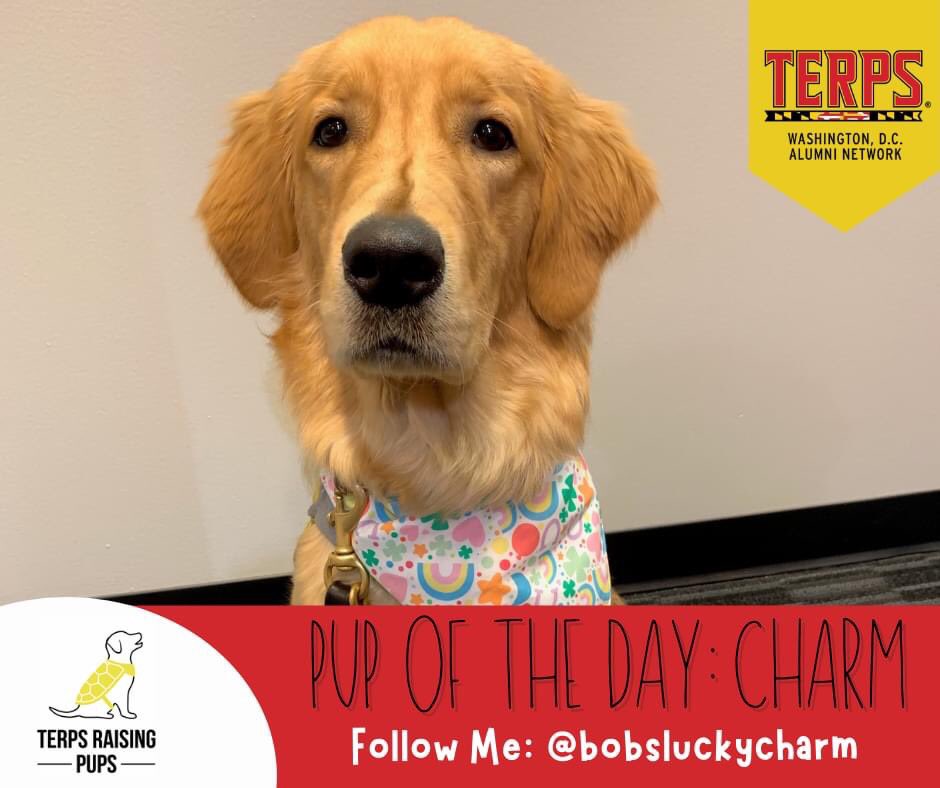 TerpsinDC's tweet photo. It’s DAY 7 of #TwelveDaysofGiving w/ Terps Raising Pups, an organization providing guide and service dogs thru @GuideDogFdn and @AmericasVetDogs. Meet Charm! Follow us on Instagram for more on Charm.
Click here to donate: https://t.co/RRpeqYxBnI…
#terpsraisingpups #DoGoodUMD https://t.co/WH5y2BEPJC