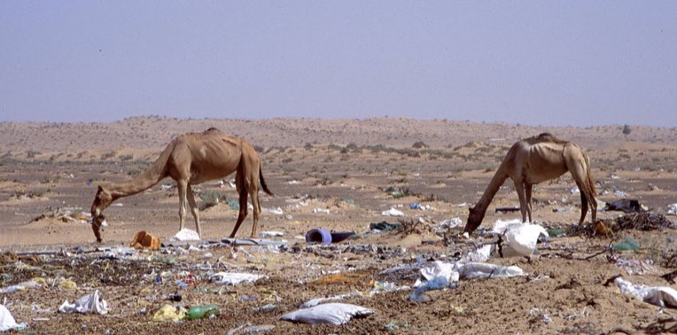 Charlie26682228's tweet photo. A new study suggests that plastic kills 1% of #camels in the United Arab Emirates. Several dead camels were found with up to 53kg of plastic in their stomachs. Picture showing 2 dromedary camels foraging on trash that litters the desert surrounding Dubai #2020EBE https://t.co/0aHEgPHjI3
