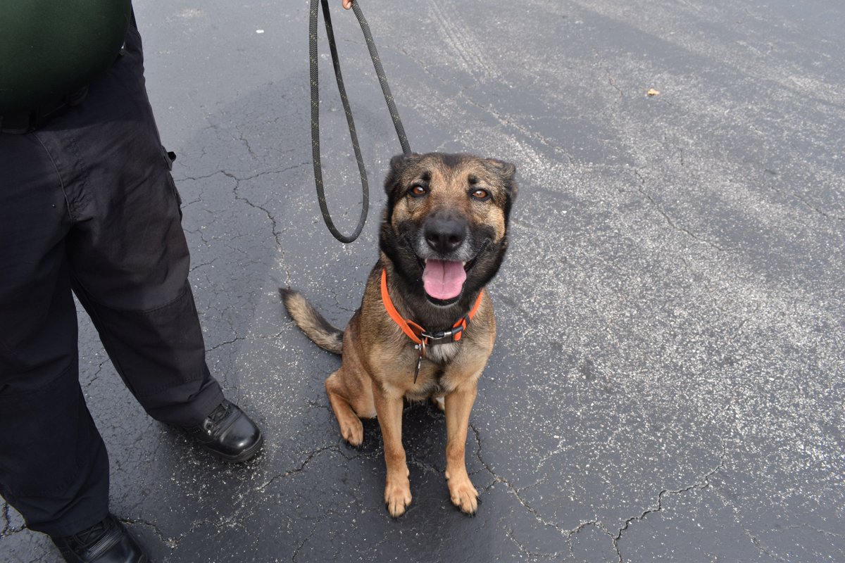 Volusia Sheriff (@volusiasheriff) on Twitter photo **The dog is OK & her new nickname is Miracle
Yesterday, deputies & <a href="/DaytonaBchPD/">Daytona Beach Police</a> responded to a suicidal person on a motel balcony. She threw a dog off instead. Dog is recovering @VolusiaAnimal Services. Human charged w/ felony animal cruelty. Video at youtu.be/QQhWcS8juMA **The dog is OK & her new nickname is Miracle
Yesterday, deputies & <a href="/DaytonaBchPD/">Daytona Beach Police</a> responded to a suicidal person on a motel balcony. She threw a dog off instead. Dog is recovering @VolusiaAnimal Services. Human charged w/ felony animal cruelty. Video at youtu.be/QQhWcS8juMA