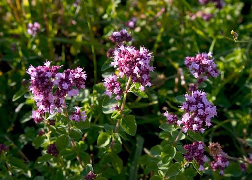 blooom97's tweet photo. Душица (лат. Origanum) https://t.co/4xjUsNSzhB