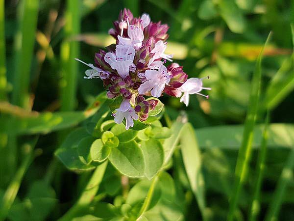 blooom97's tweet photo. Душица (лат. Origanum) https://t.co/4xjUsNSzhB