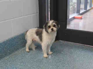 PetfindToronto's tweet image. #DAWES #VICTORIAPRK Pls RT2unite #FOUND #DOG-12-13 #Toronto Animal ServicesA879141#EAST 416-338-7539 GREY #SHIHTZU F/?Age