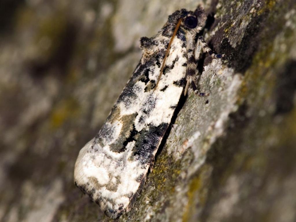 Underneath the Mistletoe Marble caterpillar, kiss by candlelight! These old orchard specialists thrive on mistletoe parasitising apple! They're rare Biodiversity Action Plan species. The adults (16-18mm wingspan) are thought to deliberately resemble bird poop for camouflage!