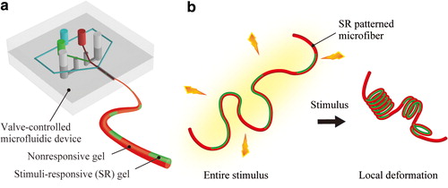 SoftRobotics_JN's tweet image. Microfiber-Shaped Programmable Materials with Stimuli-Responsive Hydrogel

Read Now: ow.ly/lTzf50CJ9HF
#ProgrammableMaterials #Biomimetics #SoftRobot #SoftRobotics